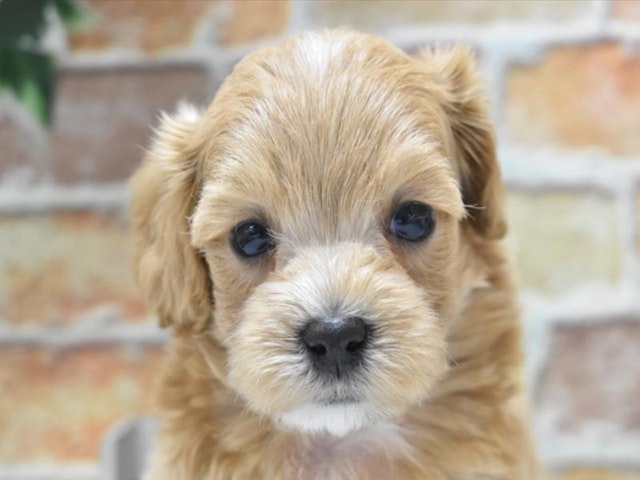 鳥取県のハーフ犬・ミックス犬 (ペッツワンFC鳥取店/2024年8月19日生まれ/男の子/アプリコット)の子犬